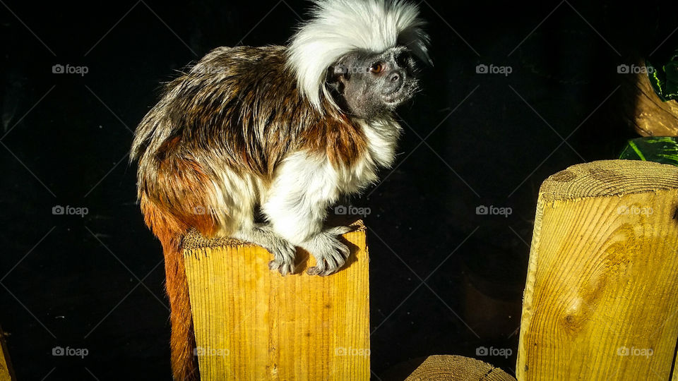monkey in zoo