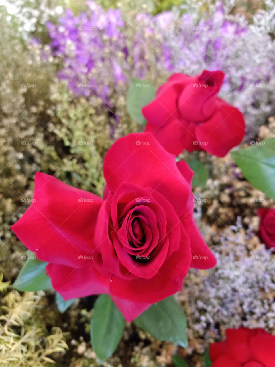 Beautiful red rose