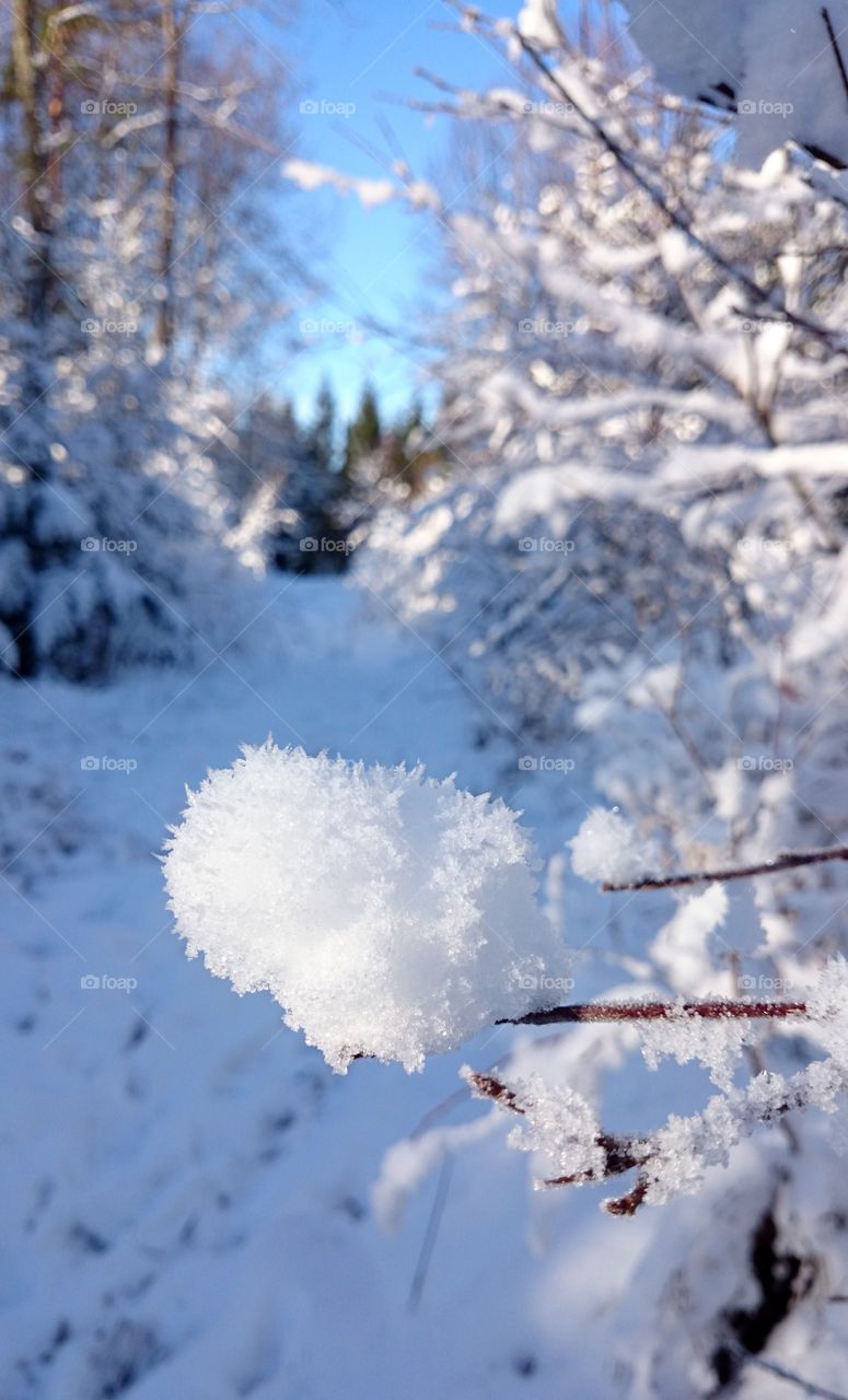 Frozen tree branch