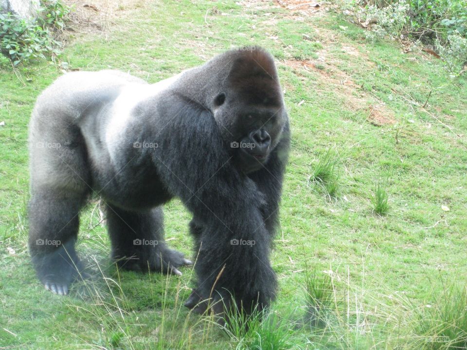 Gorilla at Riverbanks Zoo & Garden, South Carolina. If you look very closely, you can see his smile! 