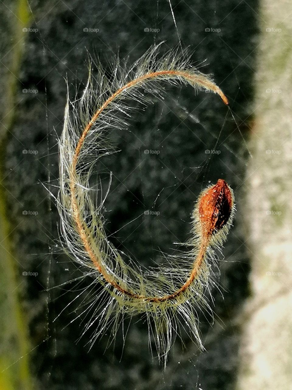 seeds from the flower