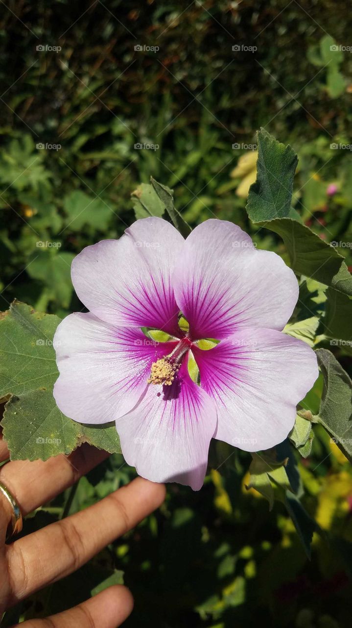 Hibiscus like flower