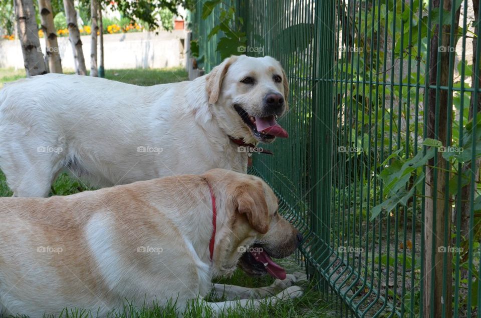 Two Sweet Labradors