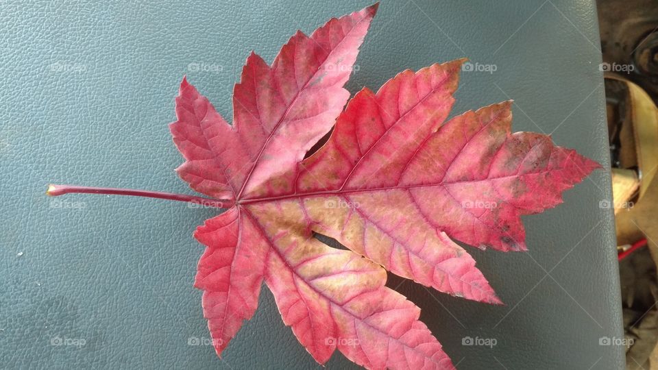 Leaf, No Person, Fall, Maple, Nature