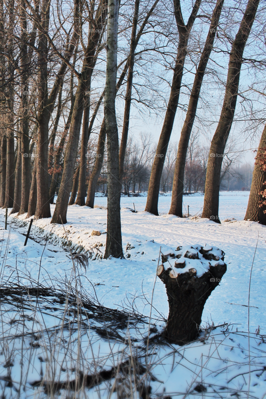 snow winter nature trees by twilite