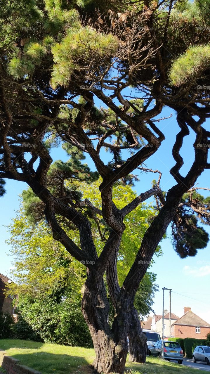 Tree, Nature, No Person, Outdoors, Landscape