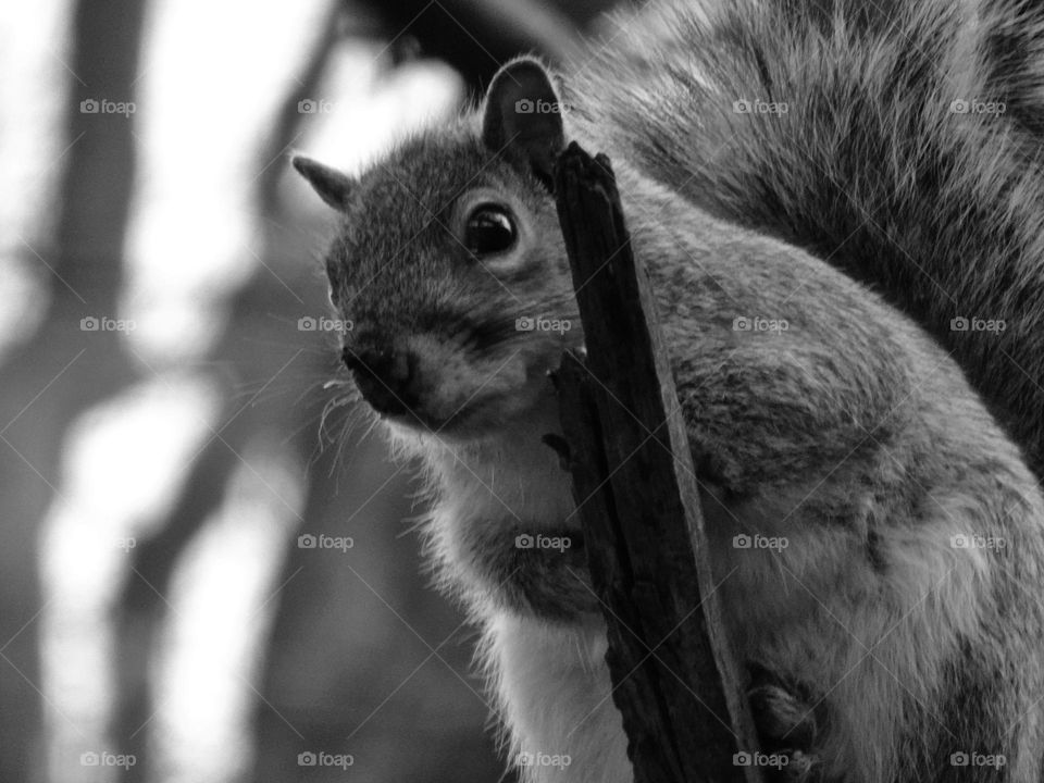 Squirrel on a tree in black and white 