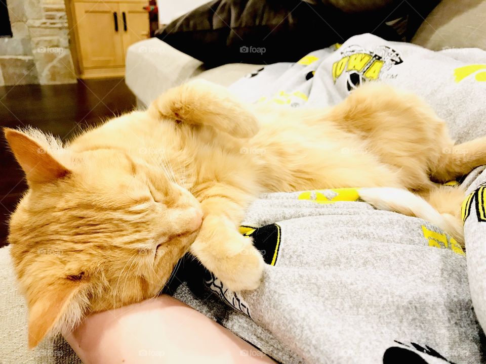Darling orange tabby kitty cuddling on couch in blanket with loving owner petting him!! 