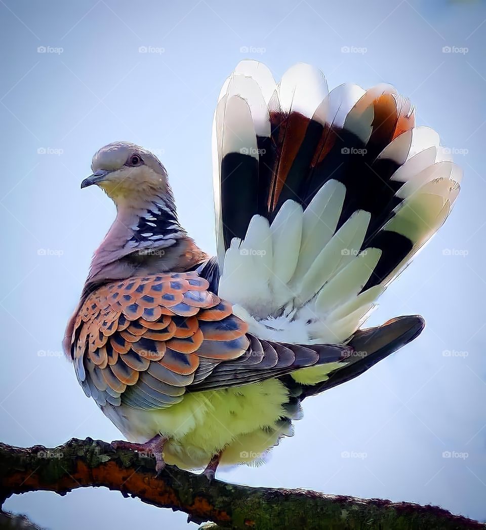 beautiful bird