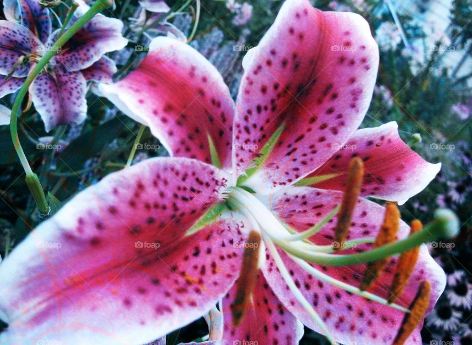 Digital Photo Art Titled: Comin At Ya By: Mia Lynn