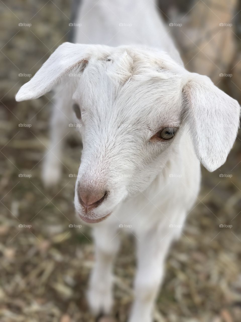 Baby goat. 