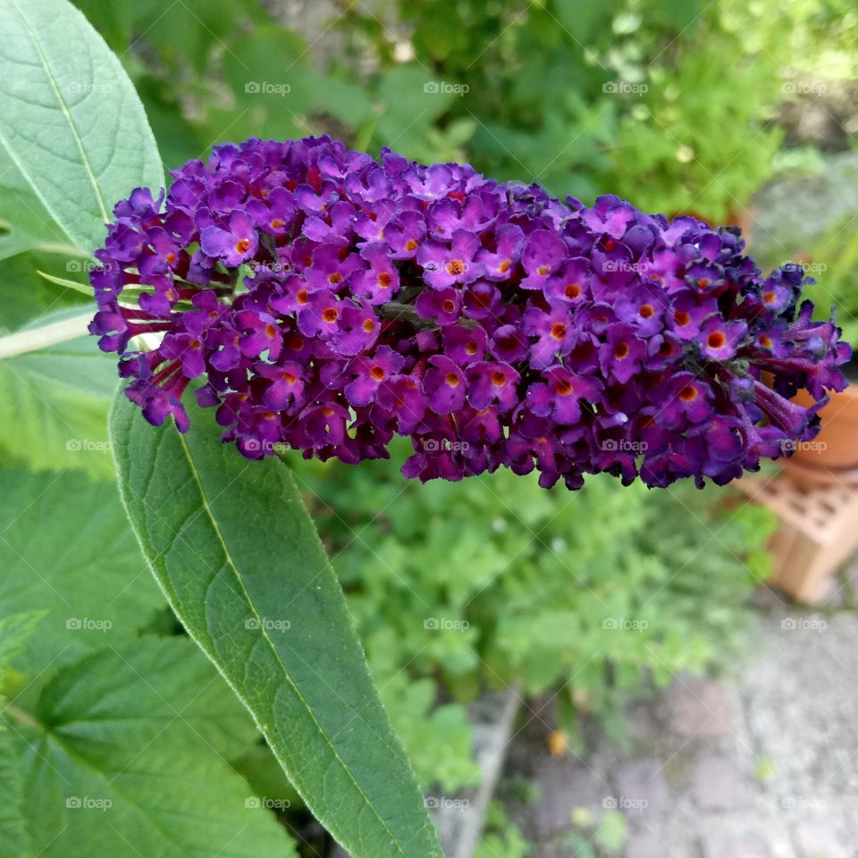 Sommerflieder - Buddleia