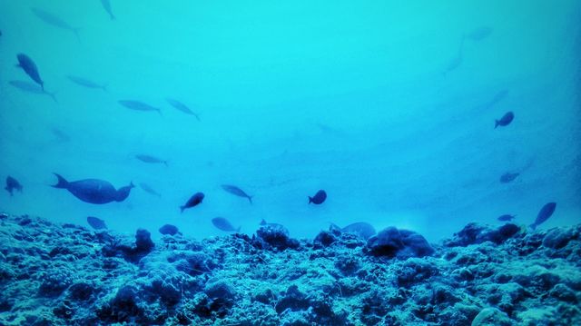beautiful underwater picture of sea creatures