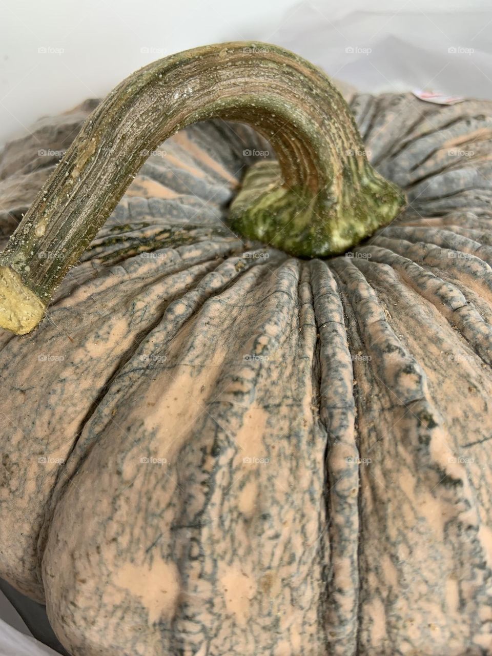 The stories of the Pumpkin.