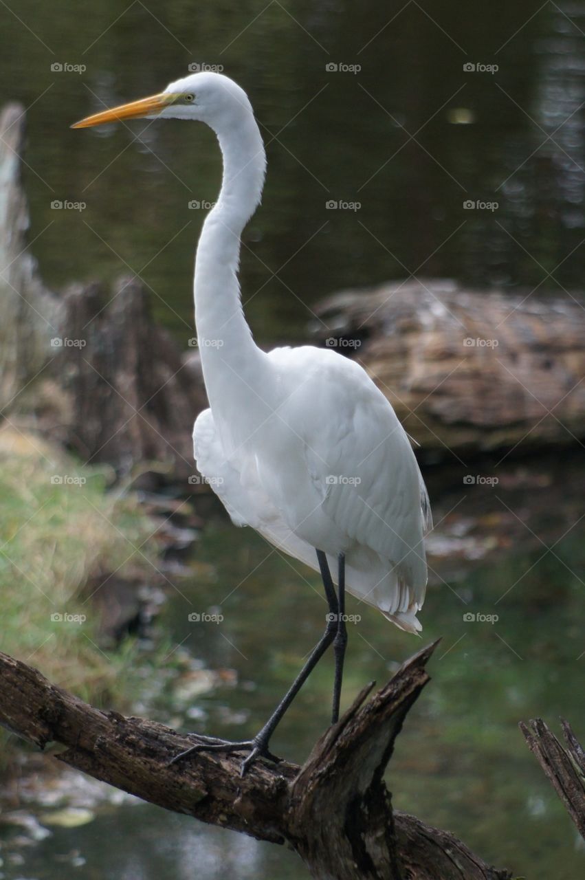 Crane