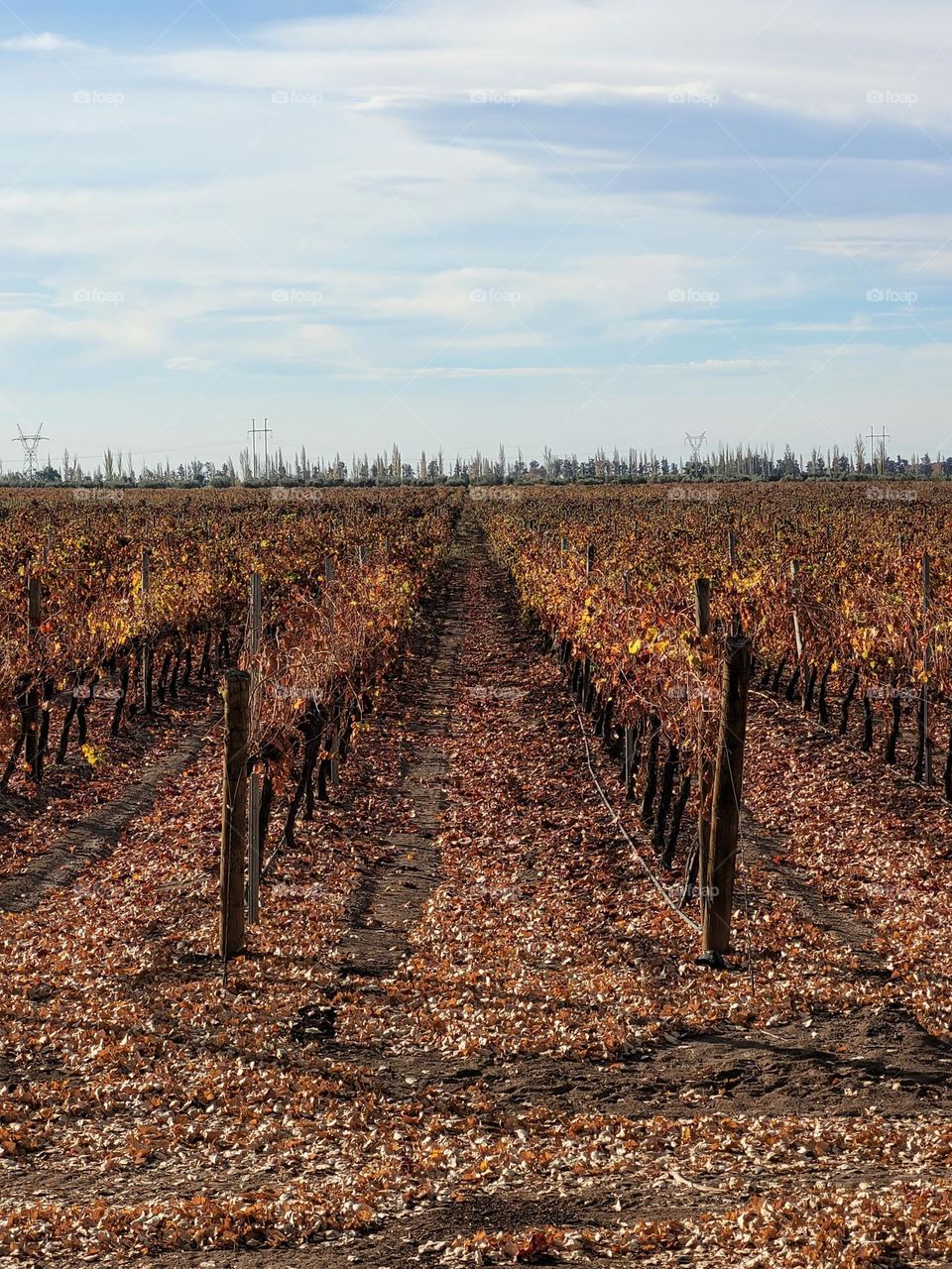 color de otoño