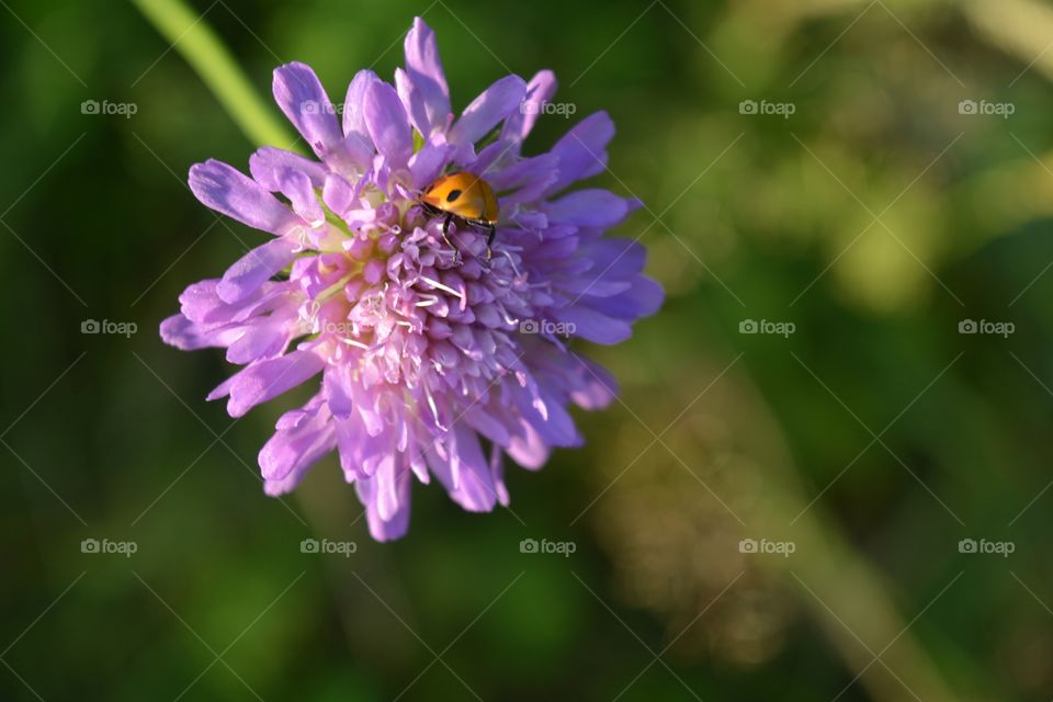 ladybug 🐞 eating nectar on a purple flower summer time green background
