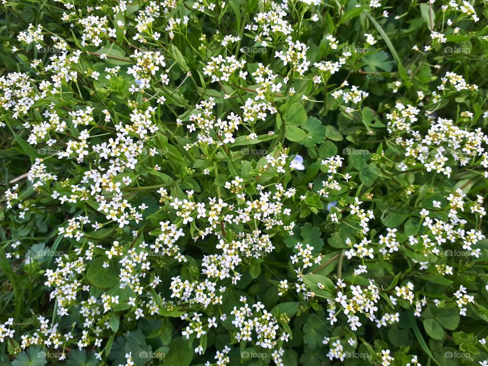 many tiny white flowers