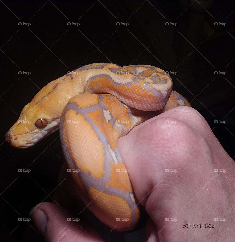 gorgeous baby reticulated python