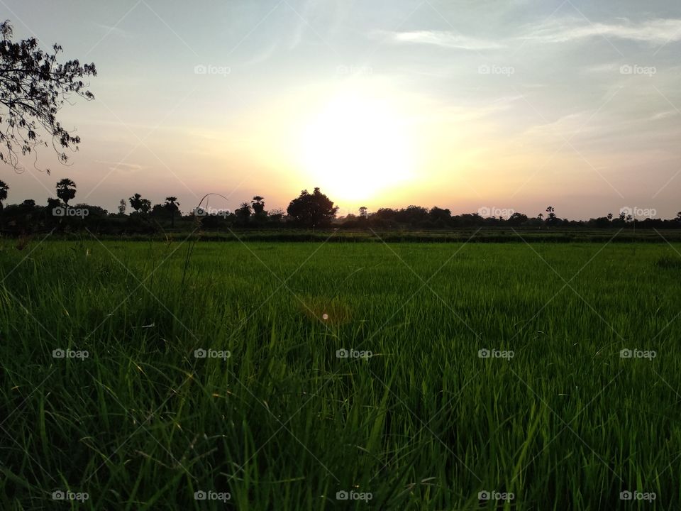 beautiful sunset in the crop field