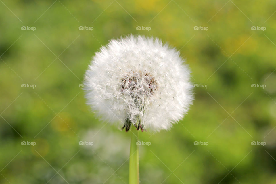 Dandelion, flower, vegetation, plants, meadow, meadow, village, sun, summer, heat, nature, landscape, still life, yellow, white, beautiful, furry,