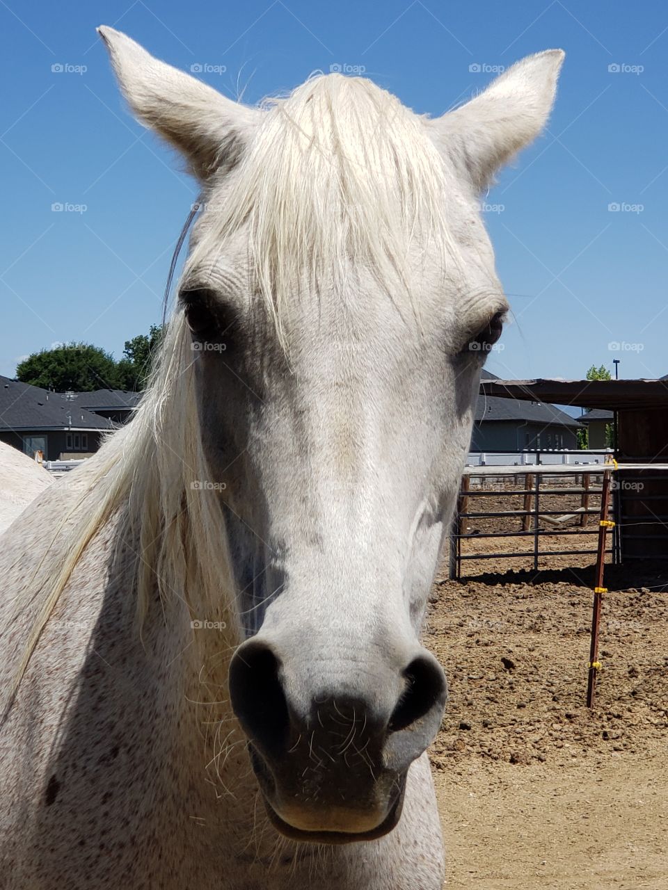 white Arabian mare headshot