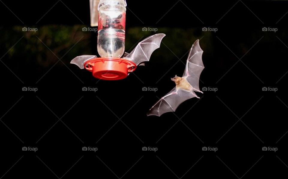 Unwanted visitors consuming hummingbird’s feeder at night 