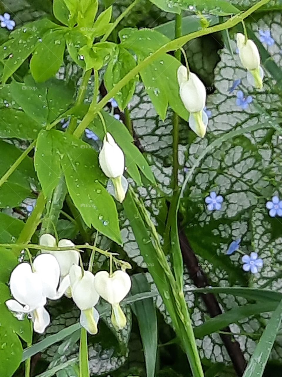 white & green  - Dicentra alba