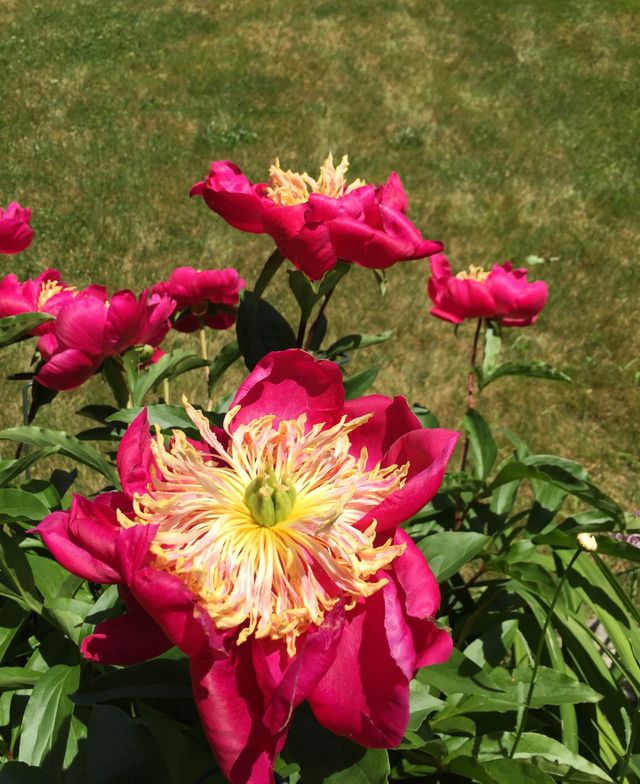 Love peonies 💕
