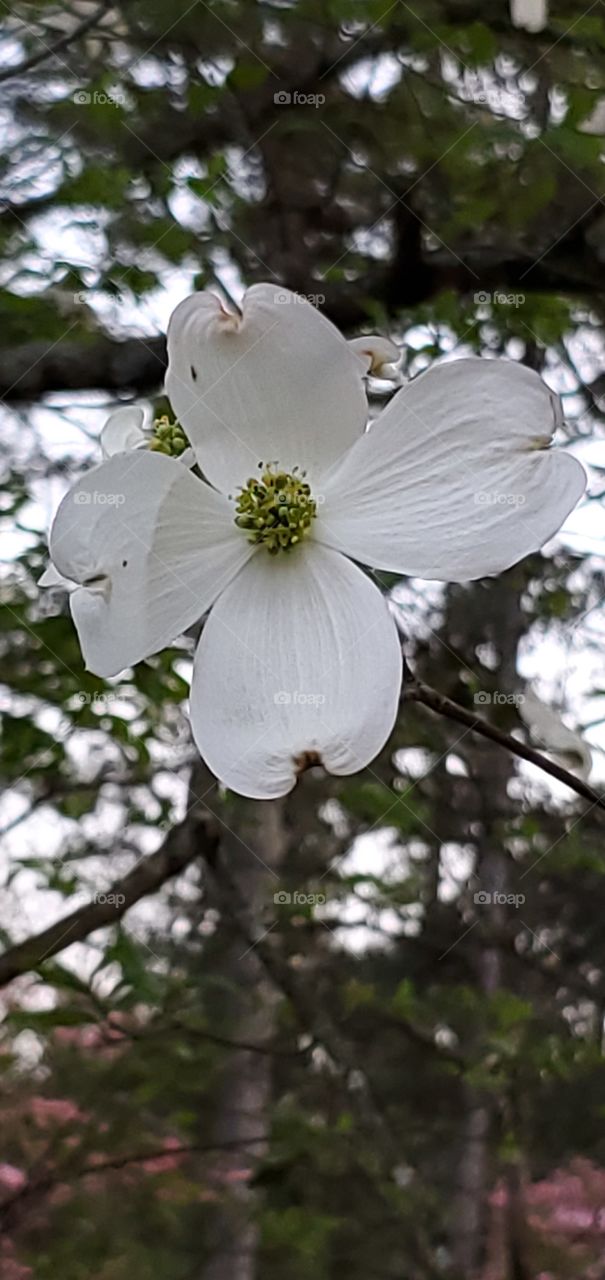 As Far As the East is From the West