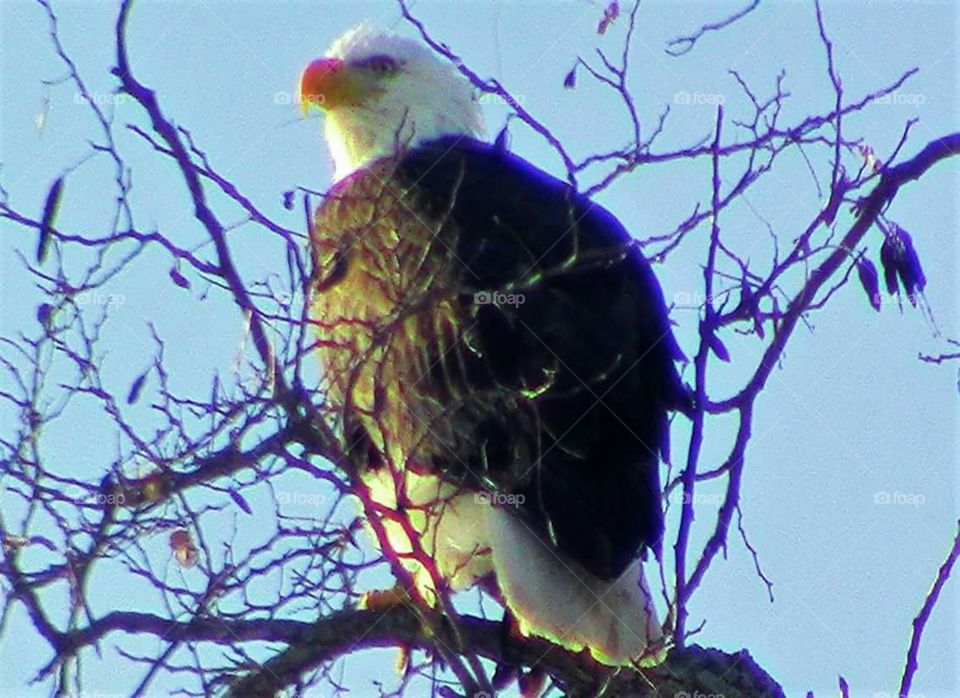 The Majestic Bald Eagle captured at lock n dam 14 in LeClair Iowa on the Mississippi River