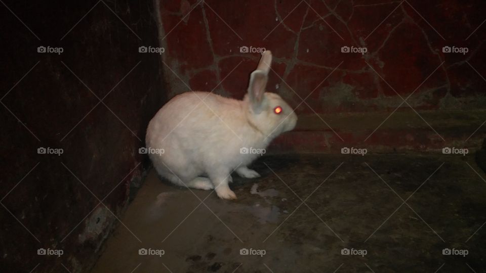 The rabbit is followed in our house.