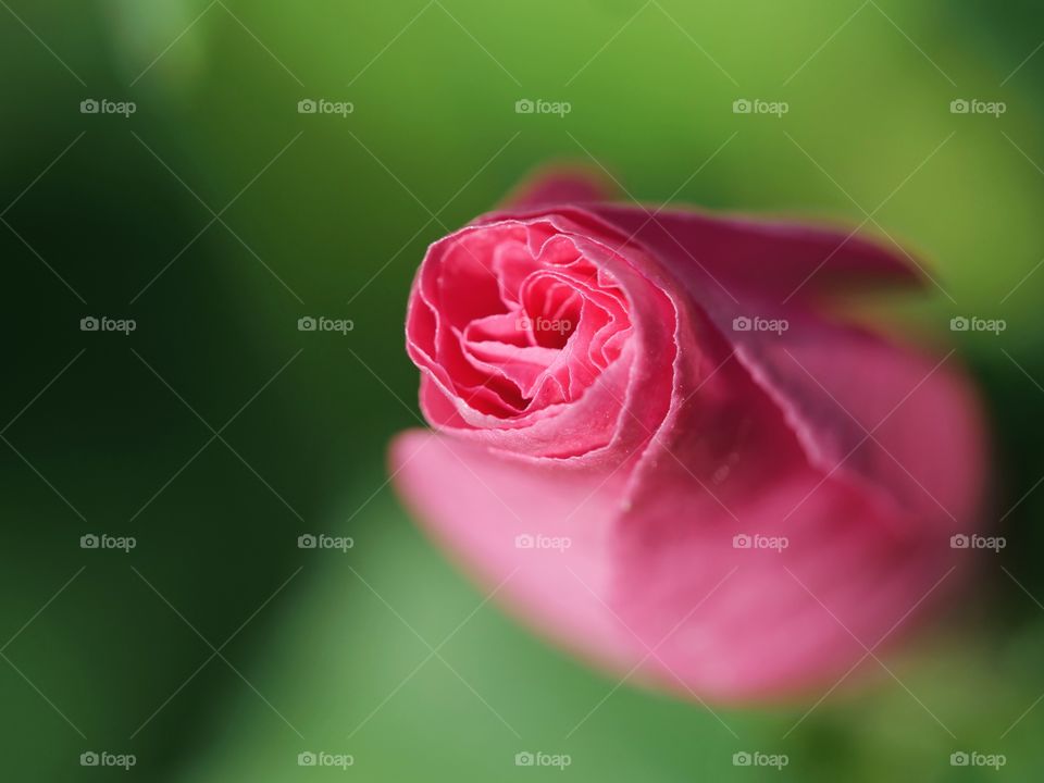 Flower bud