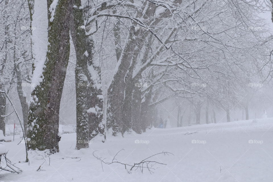 Snow storm outdoor photography 