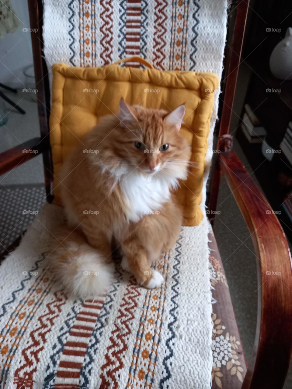 long hair cat in a rocking chair