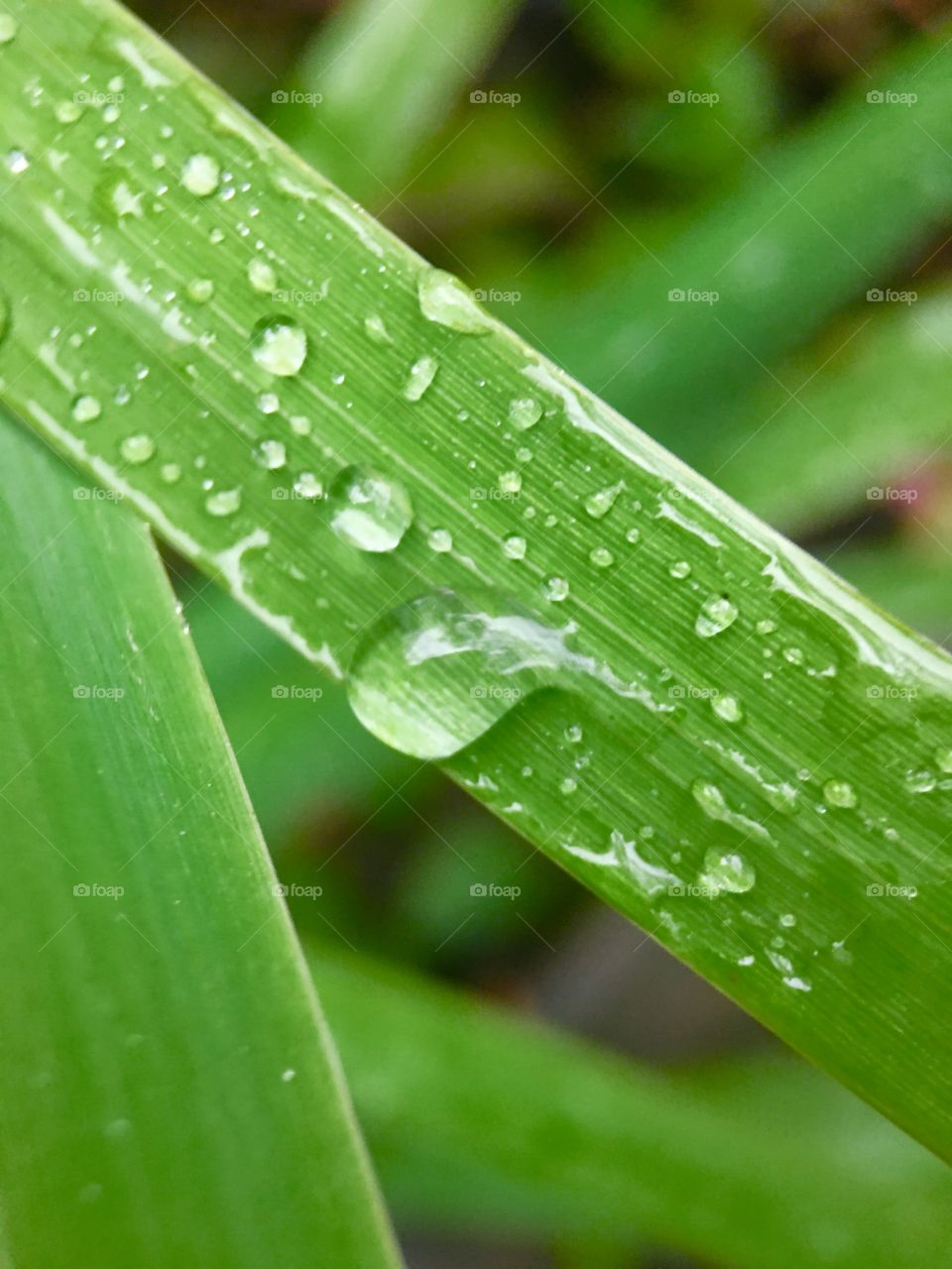 Greenery, green, water , botany 