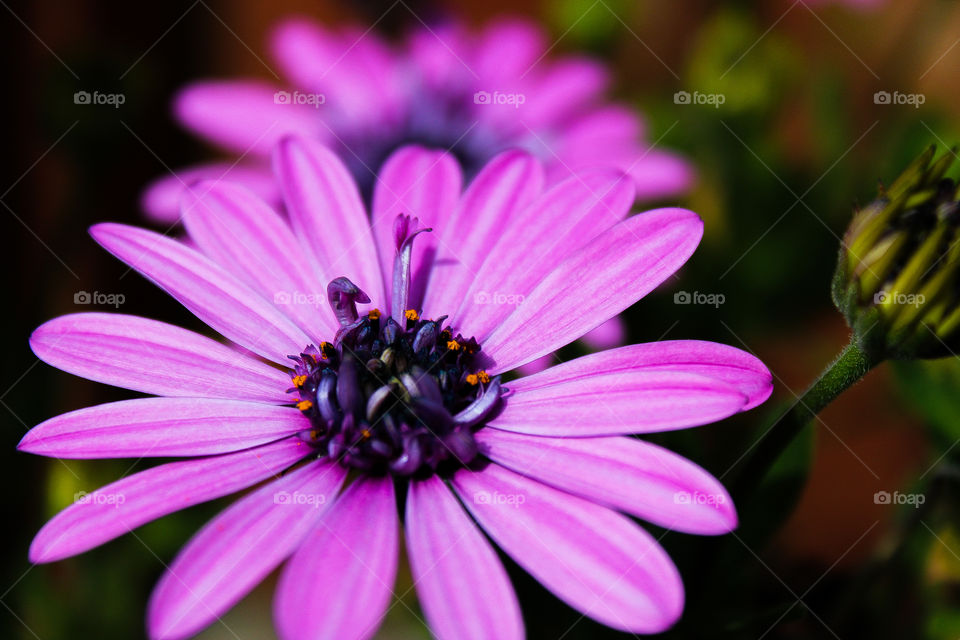 Purple Flowers