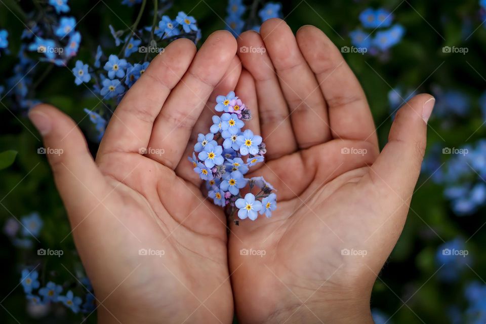 Child's hands is holding forget-me-nots flowers