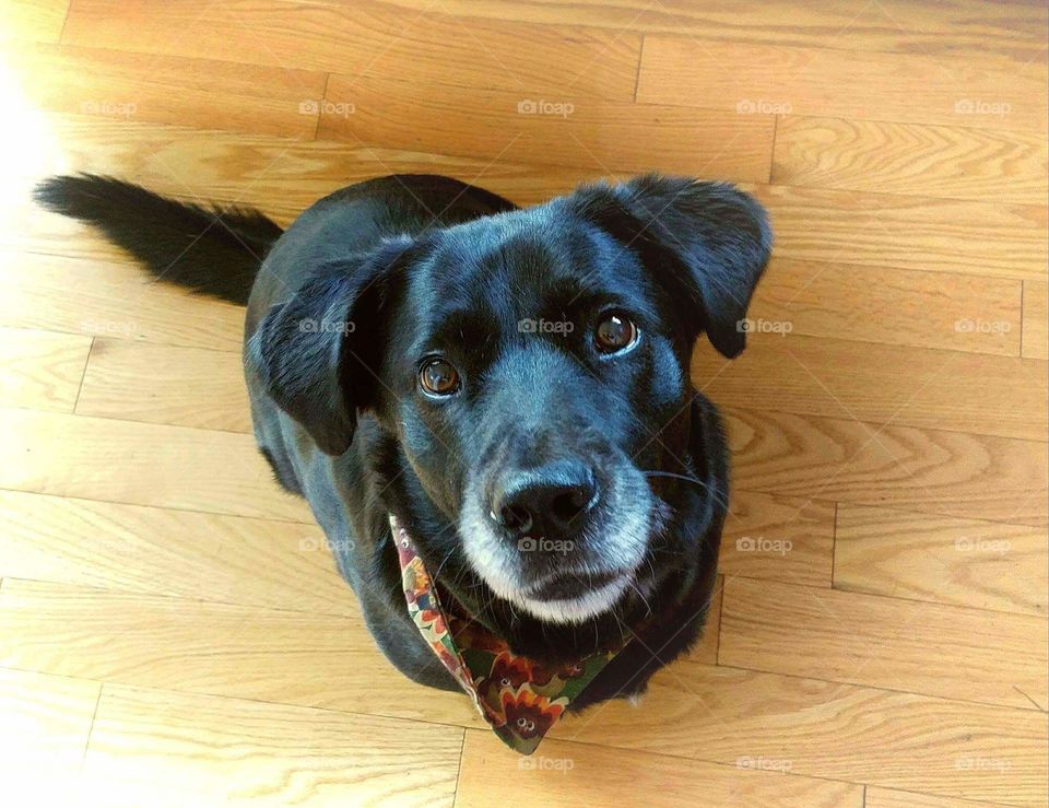 Black Labrador looking for a cookie!