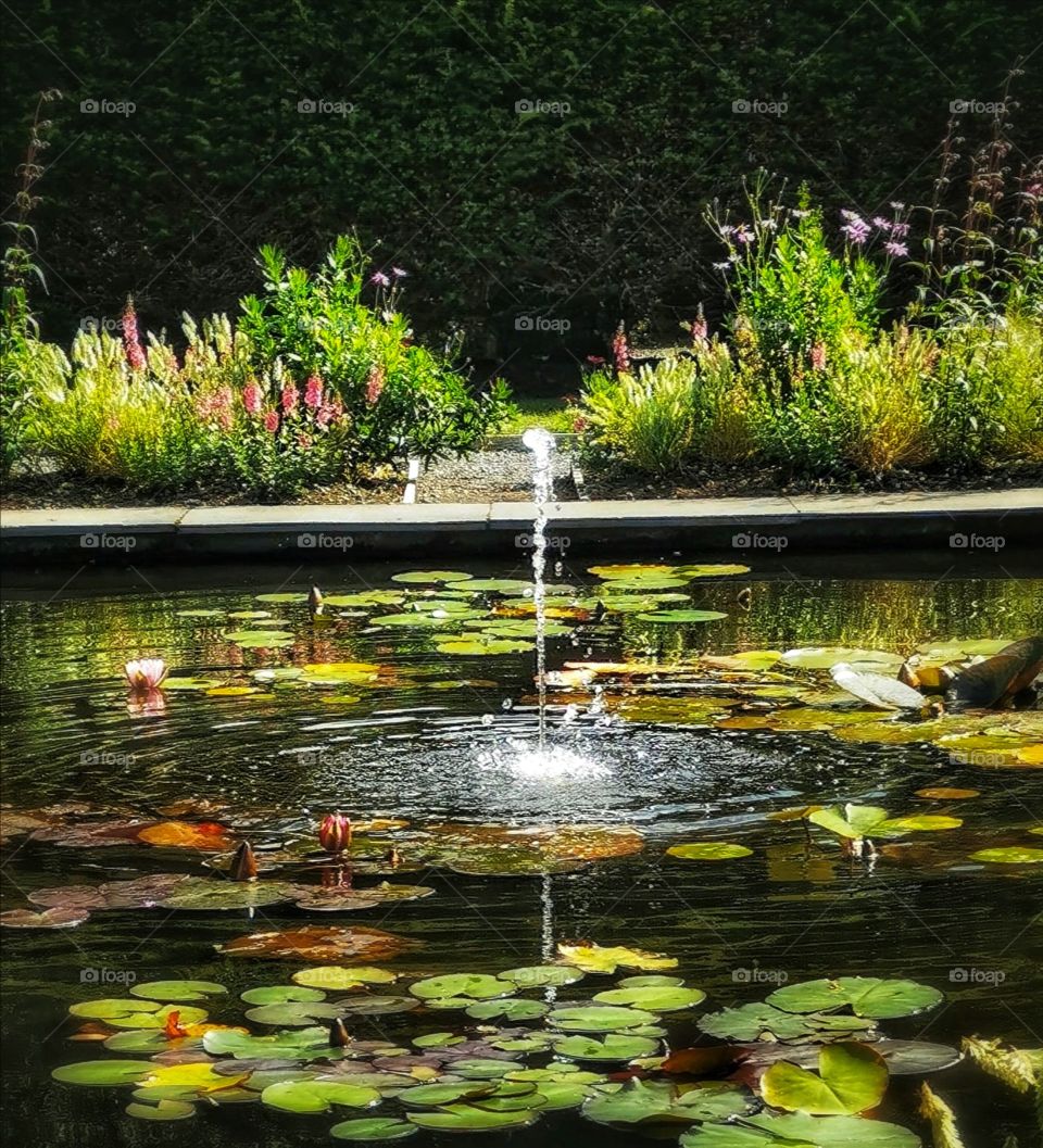 Lilly pond fountain
