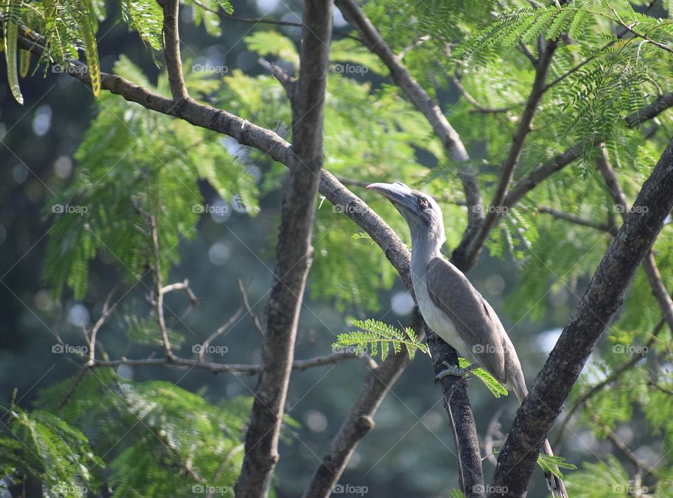 Indian grey hornbill