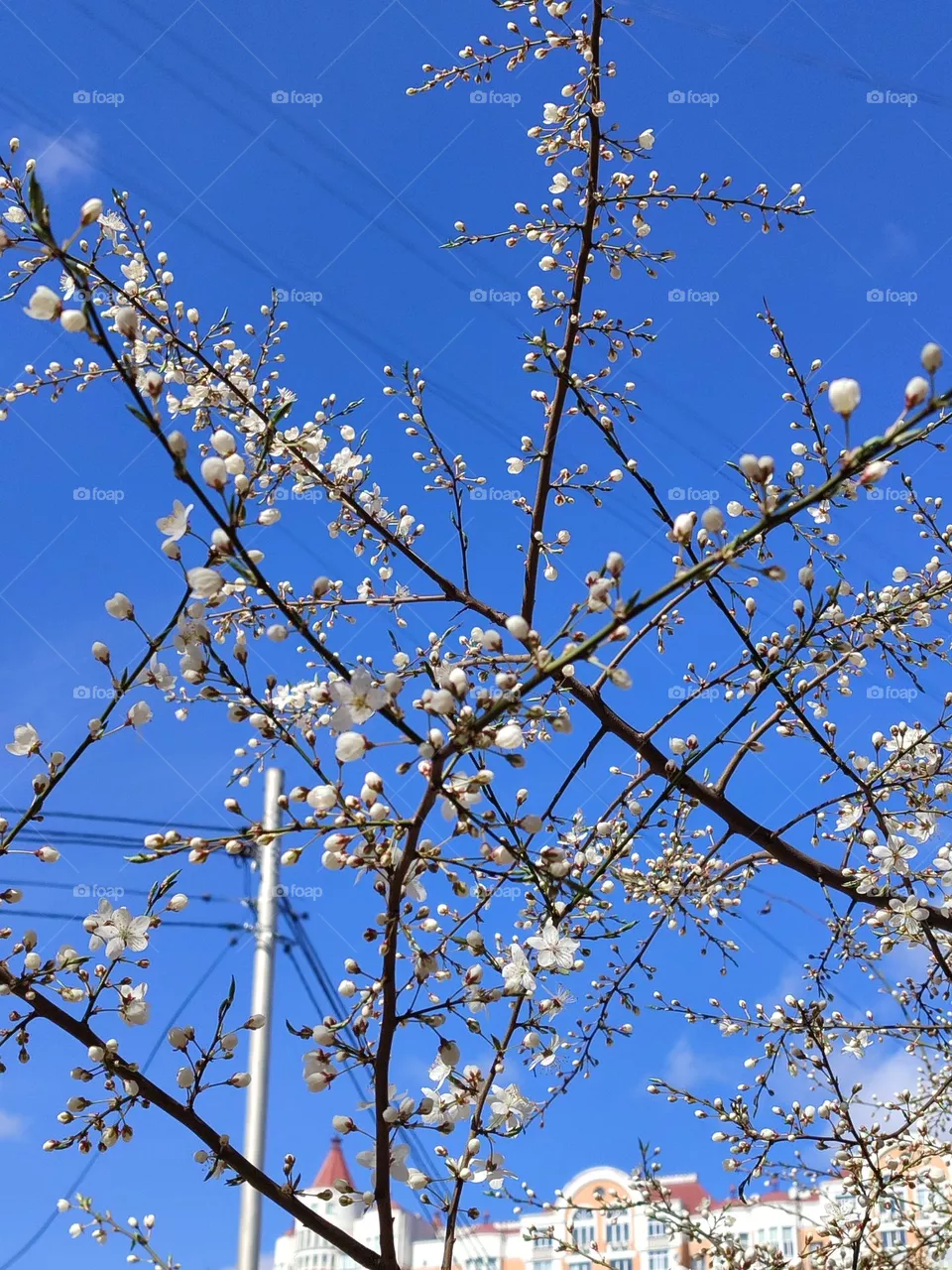 Spring. Bloom. Tenderness