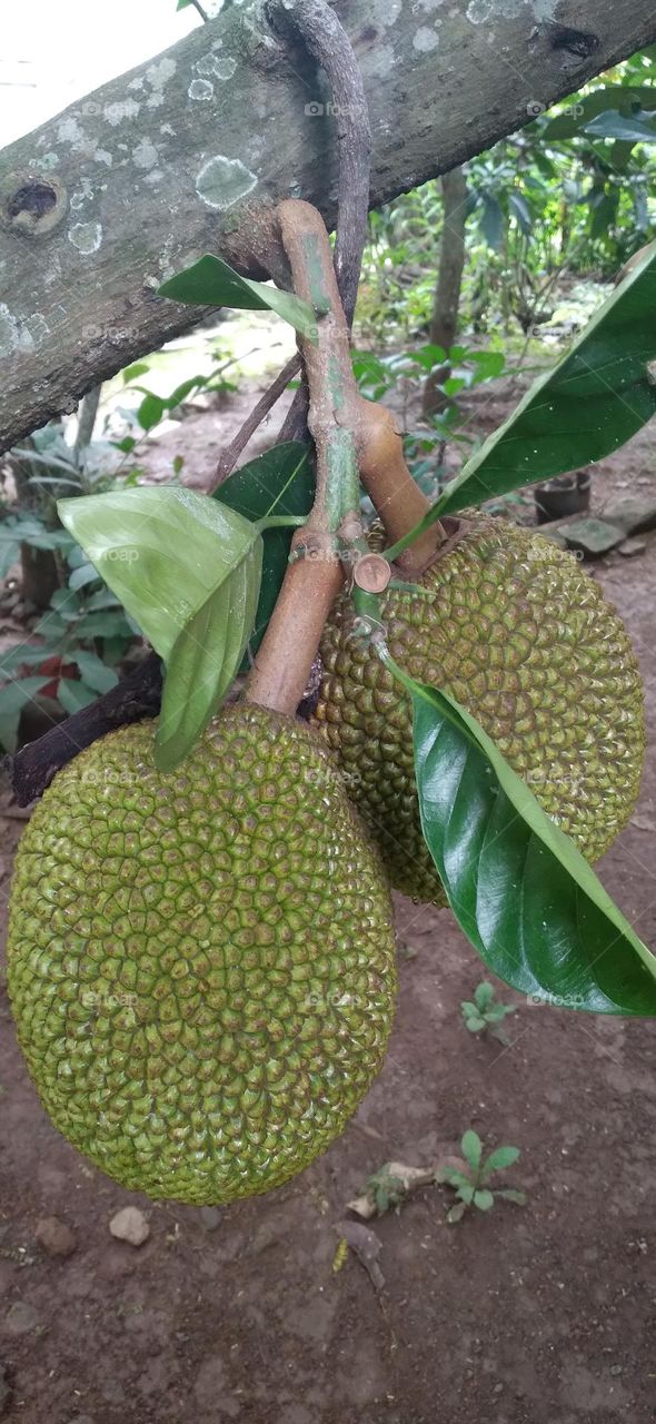 Jackfruit the name of a type of tree as well as its fruit Jackfruit tree belongs to the Moraceae tribe.