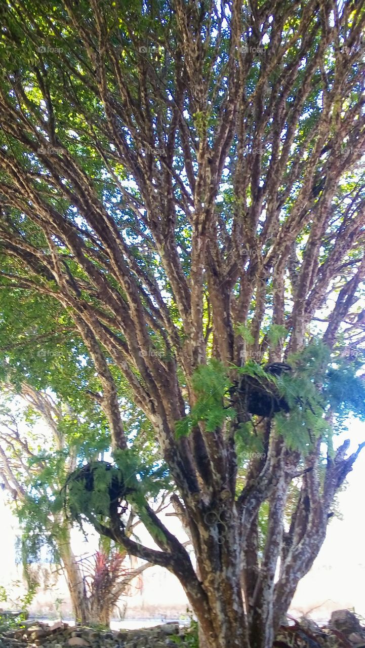 Jabuticaba (Plinia caulifolia) and Samambaia (Nephrolepis exaltata)