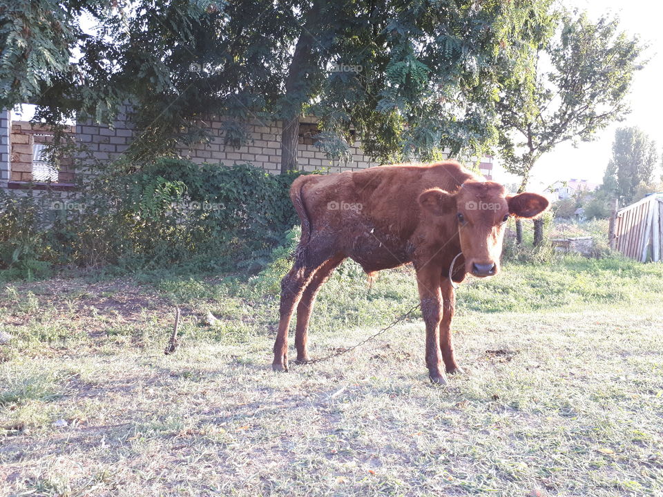 Small brown calf stands alone