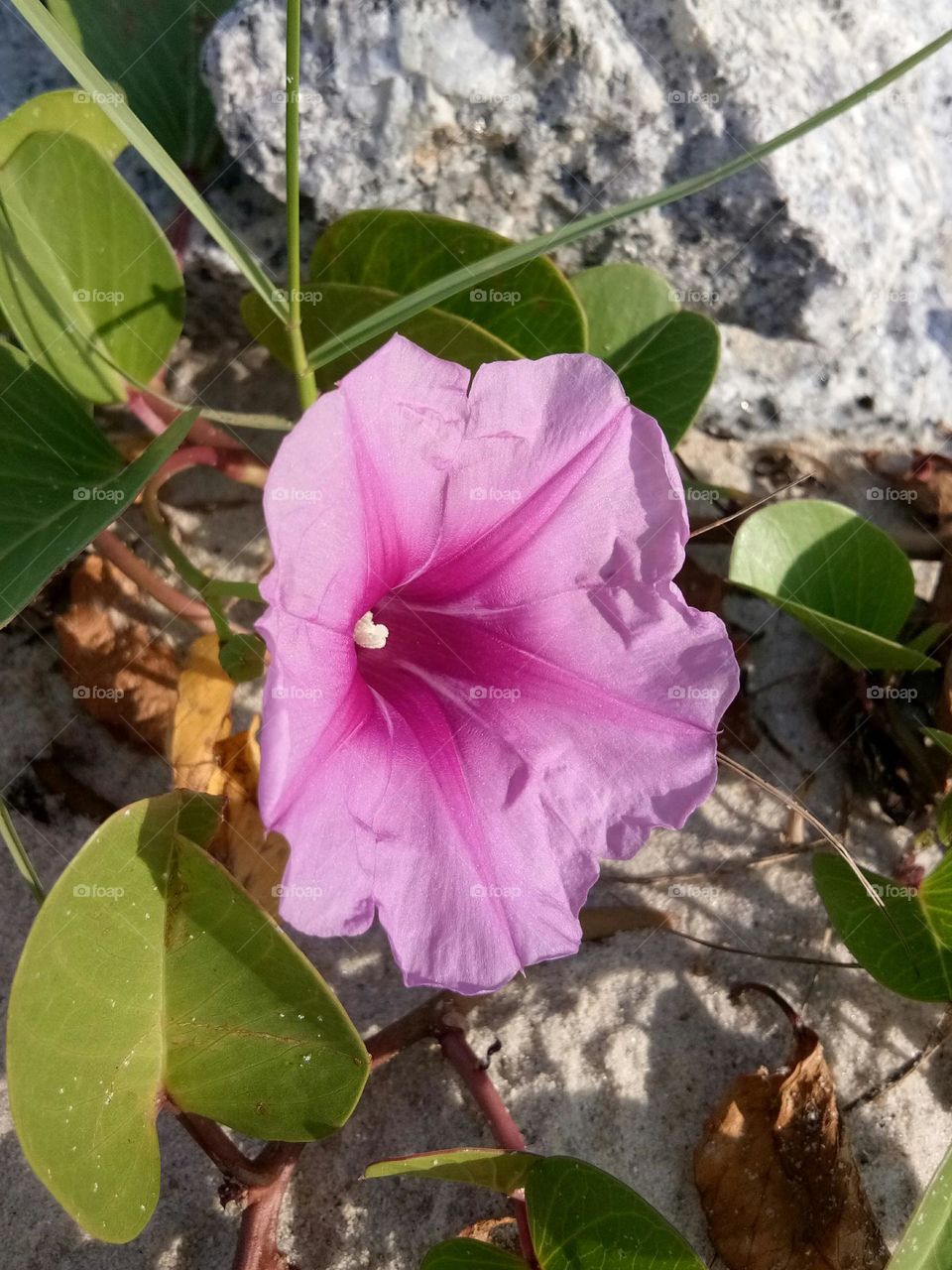 Sell  your first photo on the foap