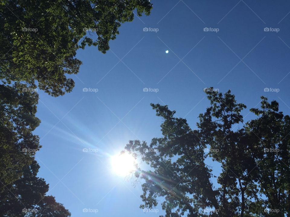 Looking Up Sunny Day. Looking up at the trees and sun on a crisp morning. 