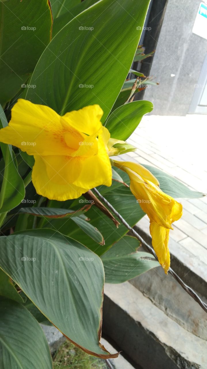 yellow lilly