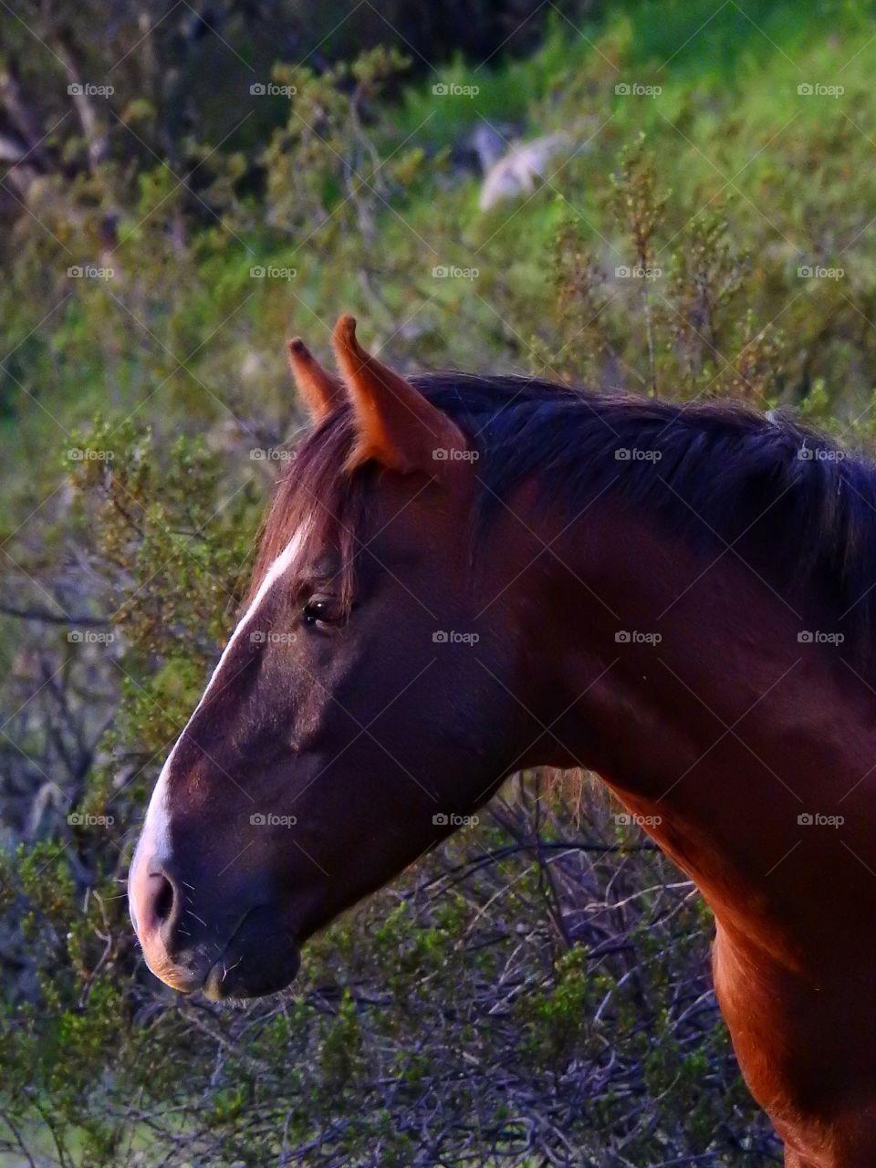 Wild horse Arizona 