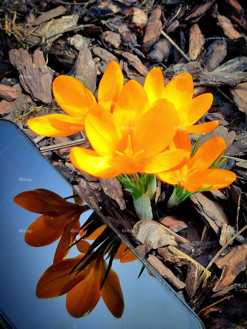 Yellow crocuses are reflected on the surface of the phone against a baby blue sky